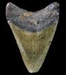 Bargain, Megalodon Tooth - North Carolina #80857-2
